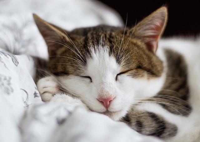 resting-cat