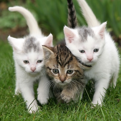 Curious kitten